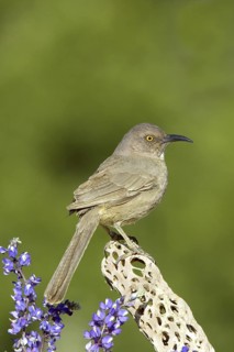 Curve-billed Thrasher Toxostoma curvirostre Tucson, Pima County, Arizona, United States 12 March