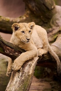 Asiatic lion (Panthera leo persica) cub lying on a tree trunk, captive