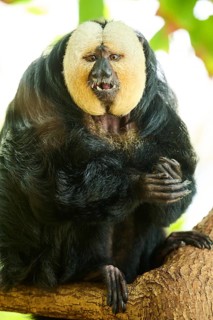 White-faced saki (Pithecia pithecia), male, portrait, captive, Germany