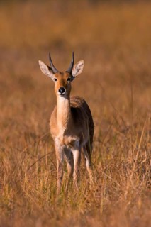 Bohor reedbuck (Redunca redunca) mll Botswana, Botswana