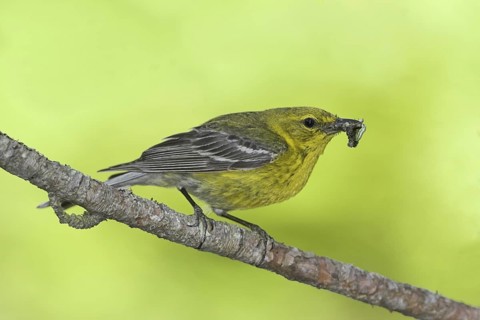 Pine Warbler (Setophaga pinus), Ontario, Canada
