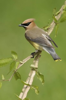 Cedar Waxwing (Bombycilla cedrorum), Texas, USA