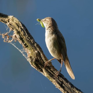 Great Reed Warbler (Acrocephalus arundinaceus) with food in its beak standing on an old branch,