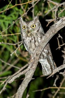 Western Screech-Owl Megascops kennikottii Tucson, Pima County, Arizona, United States 19 April