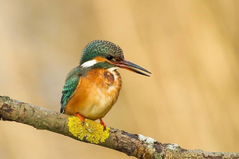 Eisvogel adult weibl