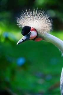 Gray Crowned Crane (Balearica regulorum), a portrait of a adult bird, native to East and South