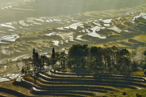 Celestial Stairs — The Yuanyang Rice Terraces in Yunnan, China, carved by the Hani people over 1,