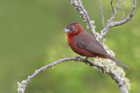 Red-crested Finch (Coryphospingus cucullatus) perched on a branch in Bolivia, South America