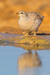Arabian desert partridge, (Ammoperdix heyi), Arabian desert partridge, eastern sand grouse,