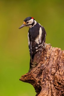 Great spotted woodpecker (Dendrocopos major) Picoides major, Pic Èpeiche, Pico Picapinos, forest,
