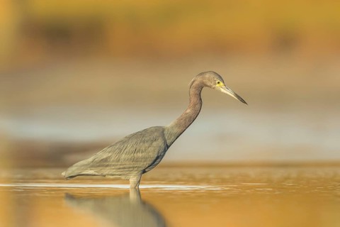Little Blue Heron (Egretta caerulea) foraging, Florida, USA
