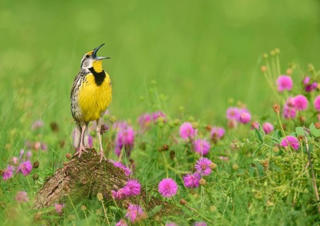Eastern Meadowlark (Sturnella magna) male singing, Texas, USA