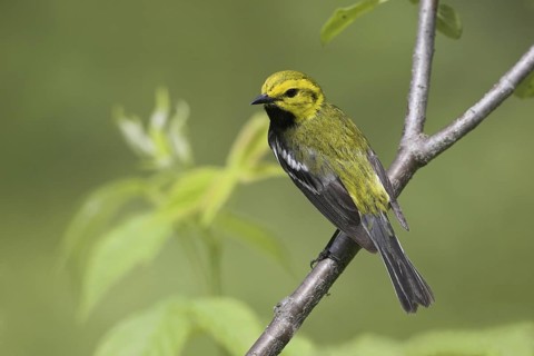 Black-throated Green Warbler (Setophaga virens) male, Ontario, Canada
