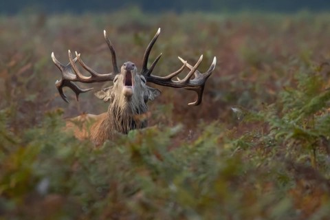 Red deer (Cervus elaphus) adult male stag animal roaring during the rutting season in autumn,