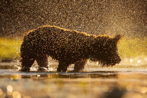 A dog is joyfully shaking off water droplets in a sunlit river, creating a sparkling effect. The