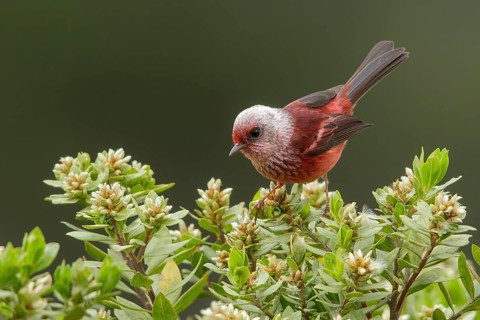 Pink-headed Warbler (Cardellina versicolor) perched on a branch in Guatemala in Central America