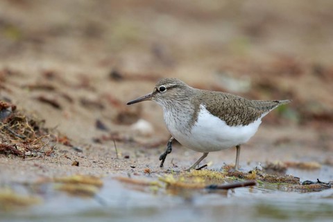 Common Sandpiper (Actitis hypoleucos) foraging, North Rhine-Westphalia, Germany