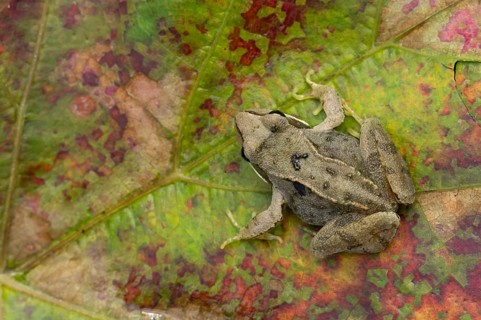 Common frog (Rana temporaria) juvenile baby froglet amphibian on an autumn colour leaf, England,