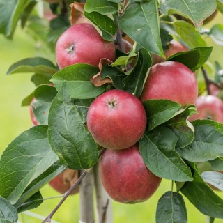 Apple (Malus domestica 'Roter Trierer Weinapfel'),  Germany