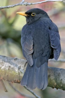 Blackbird (Turdus merula), one, individual, biotope, habitat, perch, garden, Neuhofen,