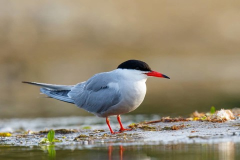Common Tern (Sterna hirundo), North Rhine-Westphalia, Germany