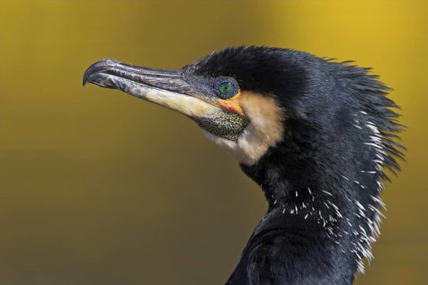Great Cormorant (Phalacrocorax carbo), Rhineland-Palatinate, Germany
