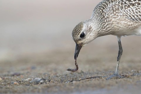 Grey Plover (Pluvialis squatarola) feeding on worm, Mecklenburg-Western Pomerania, Germany