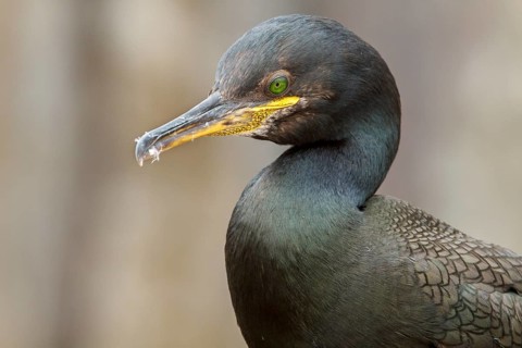 European Shag (Phalacrocorax aristotelis) adult portrait, Farne Islands, United Kingdom