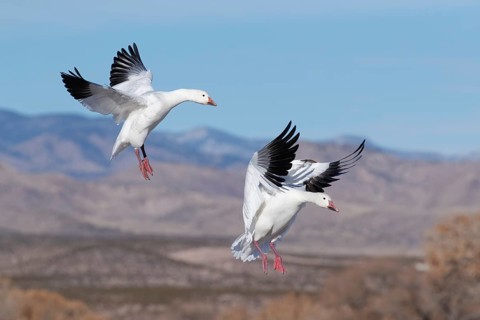 Snow Goose (Anser caerulescens) landing, New Mexico, USA