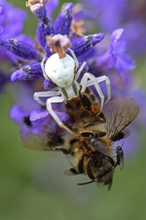 Goldenrod crab spider (Misumena vatia) eats a honey bee, Animals, Insects, Spiders,