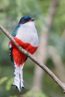 Cuban Trogon (Priotelus temnurus) perched on a branch in Cuba