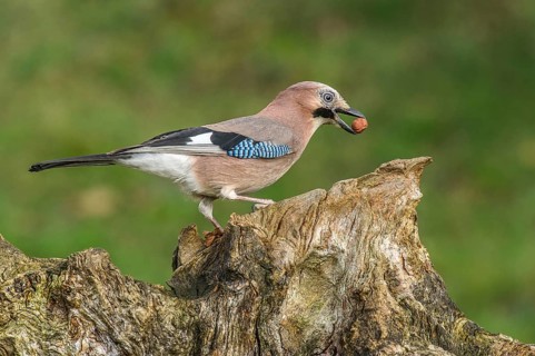 Eurasian Jay (Garrulus glandarius) Jay • Baden-Württemberg, Germany, Baden-Württemberg, Federal