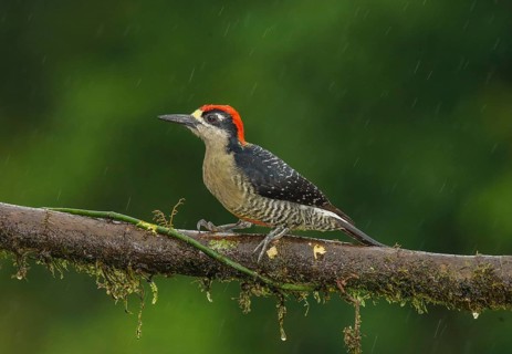 Black-cheeked Woodpecker (Melanerpes pucherani) male perched on a branch, Alajuela, Costa Rica