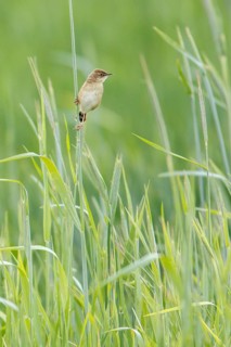 Zitting cisticola (Cisticola juncidis), on cereal field, Galicia, Spain