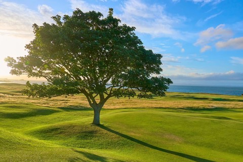Single tree on green field under blue ocean sky, golf course, North Berwick, East Lothian,