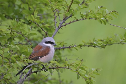 Red-backed Shrike (Lanius collurio) male, Bulgaria