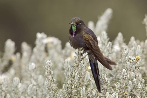 Blue-mantled Thornbill (Chalcostigma stanleyi), Ecuador