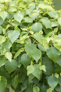 Spherical sand birch (Betula pendula MAGICAL GLOBE), tree, birch, silver birch, deciduous tree,