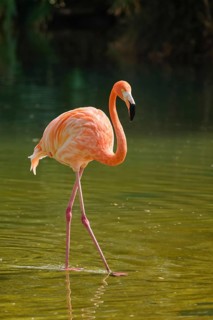 American flamingo (Phoenicopterus ruber) pink bird in pond