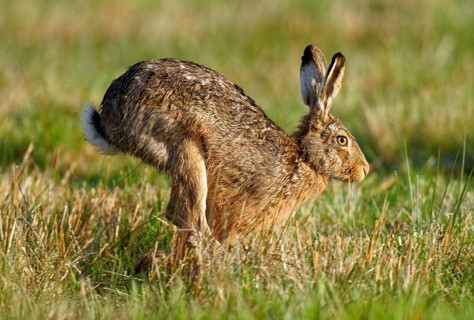 Running hare (Lepus europaeus), high speed, meadow, running, Lake Dümmer, Germany