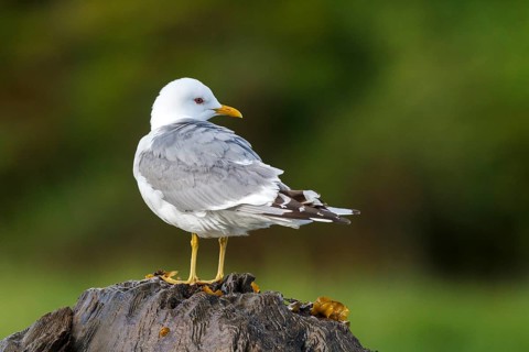 Mew Gull (Larus canus), British Columbia, Canada