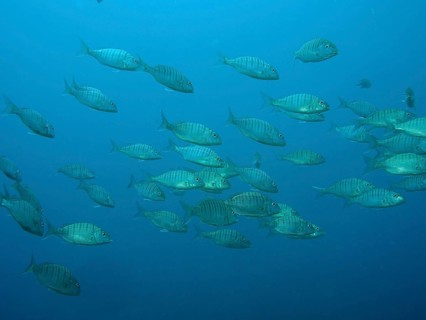 Marble bream (Lithognathus mormyrus)