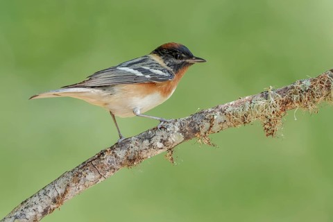 Bay-breasted Warbler (Setophaga castanea) male perched on a branch, Texas, USA