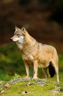 A wolf stands raised on a mossy stone in a relaxed pose, Eurasian wolf (Canis lupus lupus),