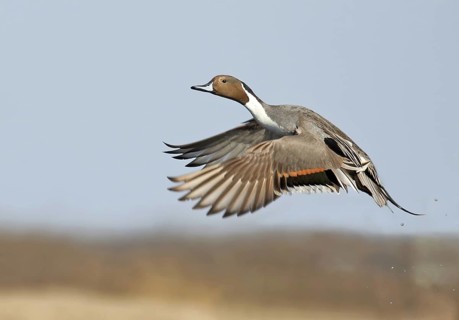 Northern Pintail (Anas acuta) male flying, Saskatchewan, Canada