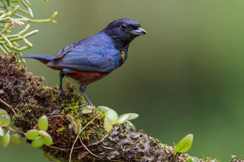 Chestnut-bellied Euphonia (Euphonia pectoralis) perched on a branch in the Atlantic rainforest of