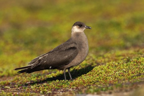 Parasitic Jaeger (Stercorarius parasiticus), Finnmark, Norway