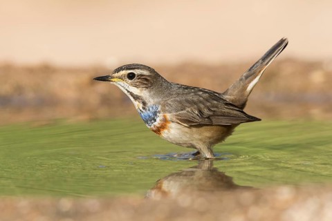 Bluethroat (Luscinia svecica svecica) male, Eilat, Israel