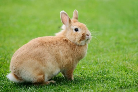 Dwarf rabbit (Oryctolagus cuniculus forma domestica) in a meadow, North Rhine-Westphalia, Germany