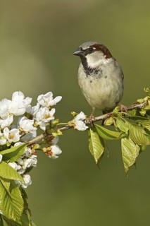 House Sparrow (Passer domesticus) male, Rhineland-Palatinate, Germany
